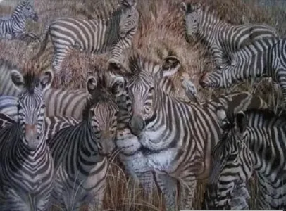 illusion-optique-lion.jpg