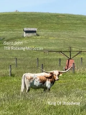 cow-horns.jpg