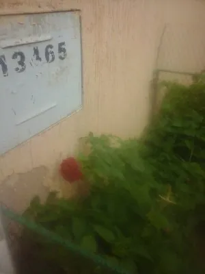 1684620240552.jpeg