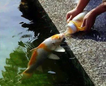 Animaux poisson.jpg