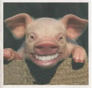 porc.jpg
