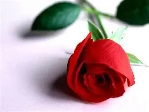 LA ROSE FEDERER -ROGER.jpg