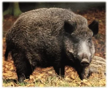 sanglier.jpg