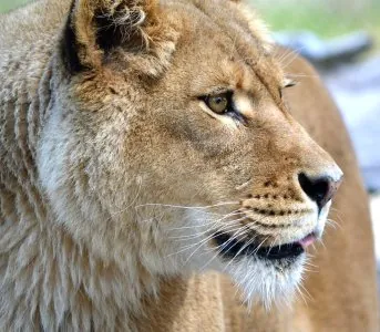 lionne.jpg
