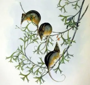 Souris à miel - &#11568;&#11606;&#11568;&#11604;&#11577;&#11568; &#11599; &#11612;&#11568;&#1159.jpg