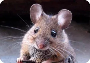 Souris à miel.jpg