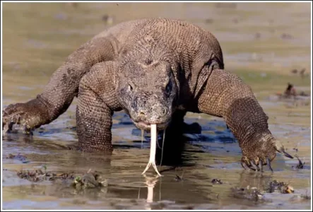 dragon-de-Komodo.4.jpg