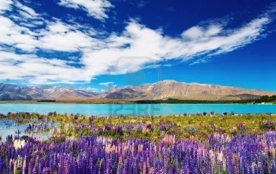 new zealand.jpg