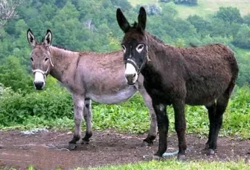 deux ânes nés aujourd'hui.jpg