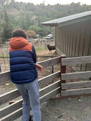 sheep.jpeg