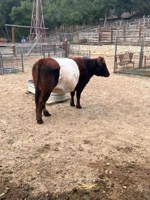 cow.jpeg