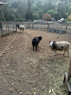 more-sheep.jpeg