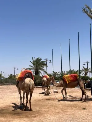camels.jpeg