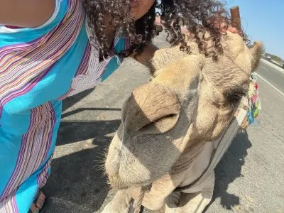 essaouira-camel.jpeg
