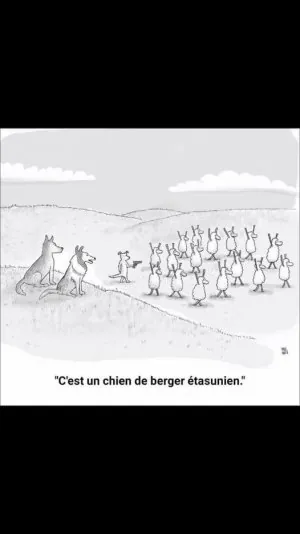 chien de berger US.jpg