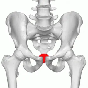Coccyx_-_animation04.gif