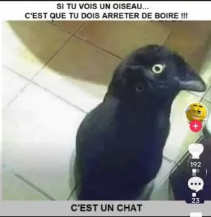 Screenshot_20231231_212215_TikTok.jpg