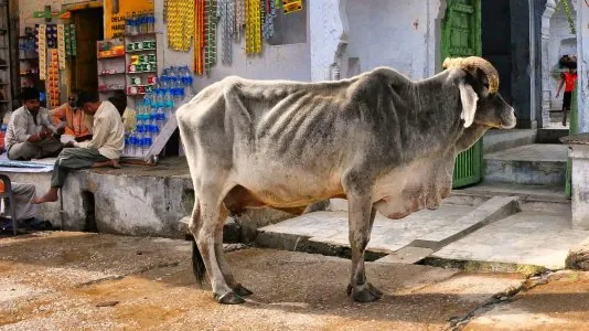 vache.jpg