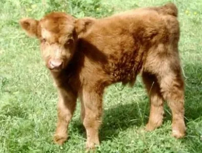 veau20mignon.jpg