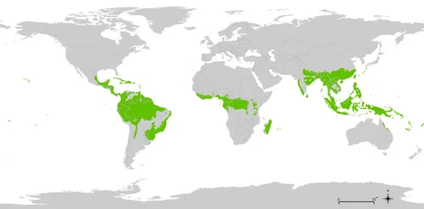 jungle du monde.png