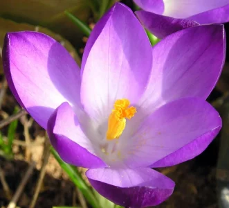 Crocus_vernus_violet_detail_vdg.jpg