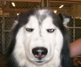 skeptical-dog.jpg