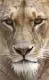 avatar339130_3.gif.jpg