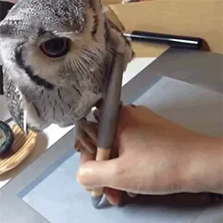 giphy.gif