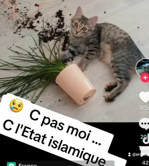 Screenshot_20240323_222528_TikTok.jpg