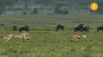 200 (10).gif