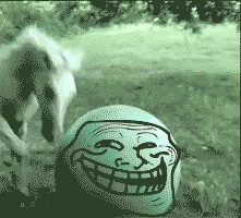 giphy.gif