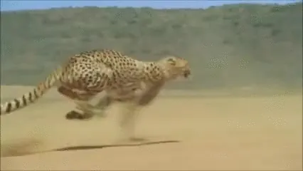 0Xk6EVw.gif