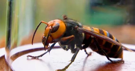 Asian-Giant-Hornet-Caught-in-Glass-FB.jpg