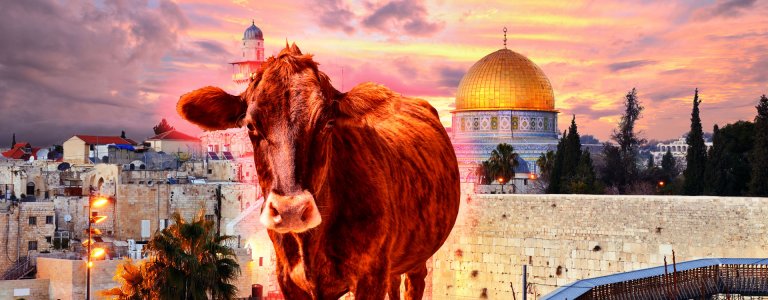 israel-and-red-heifer.jpg