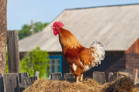chant-du-coq.jpg