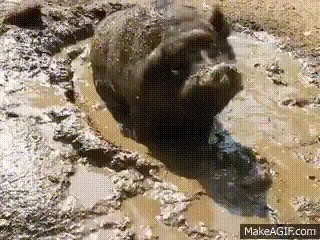 sevitch69_0_20240506_144510.gif