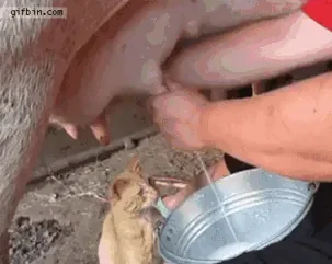 photofunky (1).gif