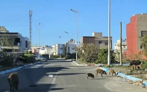 sangliers-region-essaouira-4f07b.jpg