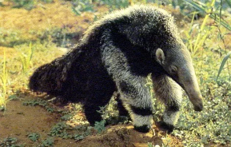 tamanoir.jpg