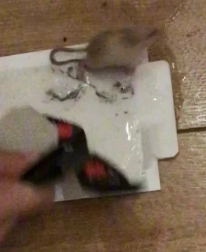 1AF20832-F094-4873-A7EF-5A826C8DAB53.jpeg