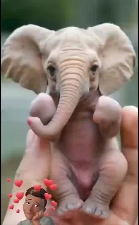 Captureelephant.JPG