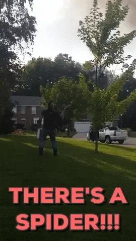 giphy.gif
