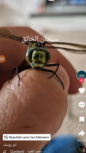 Screenshot_20241104_152750_TikTok.jpg