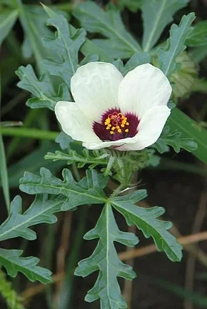 Hibiscus_trionum_bgiu_02.jpg