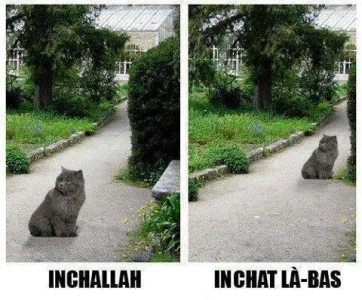 Blague chat.jpg