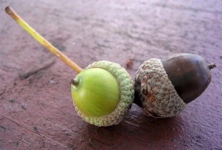 Lballoute.jpg