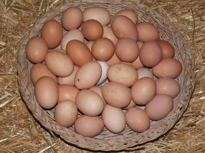 les_oeufs.jpg