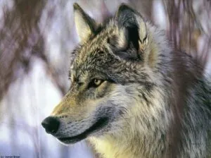 Loup.jpg