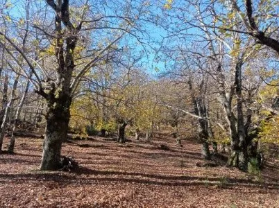 Ajoux sous bois .jpg