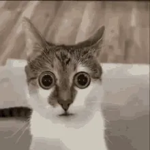 cat.gif